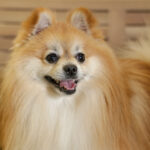 Concorso Fotografico - QuattroZampe in Fiera - Napoli - Aprile 2026