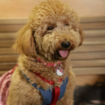 Concorso Fotografico - QuattroZampe in Fiera - Napoli - Aprile 2026