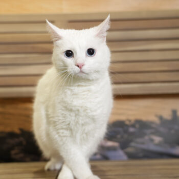 Concorso Fotografico - QuattroZampe in Fiera - Napoli - Aprile 2026