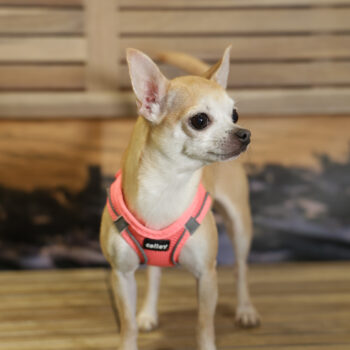 Concorso Fotografico - QuattroZampe in Fiera - Napoli - Aprile 2026