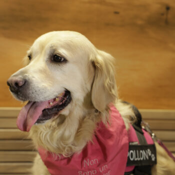 Concorso Fotografico - QuattroZampe in Fiera - Napoli - Aprile 2026