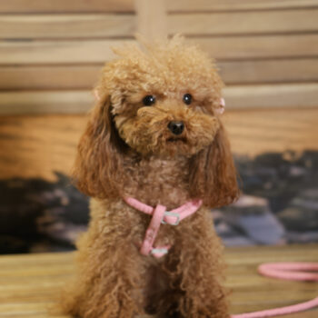 Concorso Fotografico - QuattroZampe in Fiera - Napoli - Aprile 2026