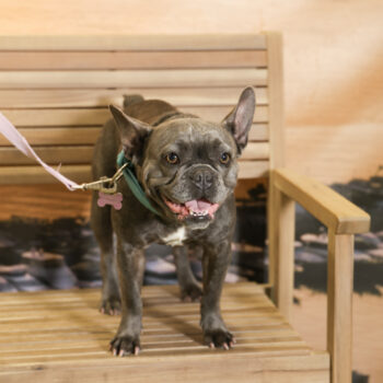 Concorso Fotografico - QuattroZampe in Fiera - Napoli - Aprile 2026