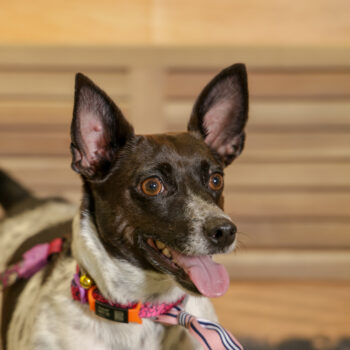 Concorso Fotografico - QuattroZampe in Fiera - Napoli - Aprile 2026