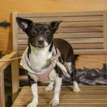 Concorso Fotografico - QuattroZampe in Fiera - Napoli - Aprile 2026