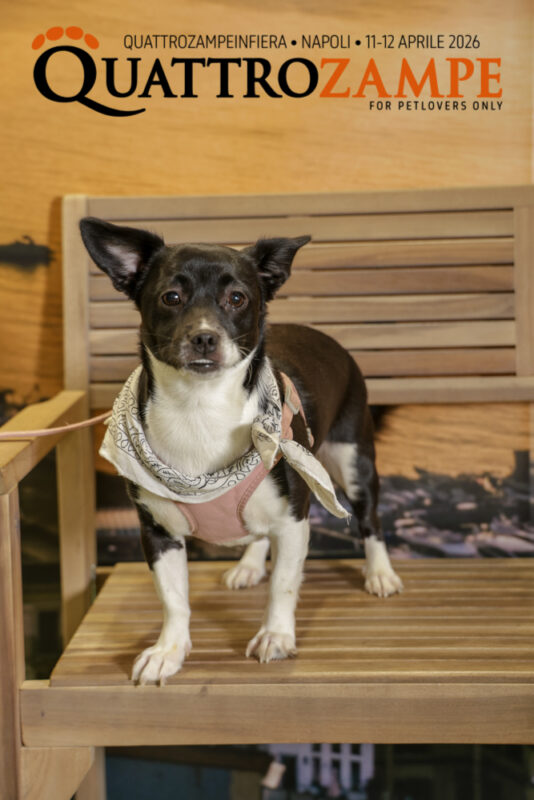 Concorso Fotografico - QuattroZampe in Fiera - Napoli - Aprile 2026