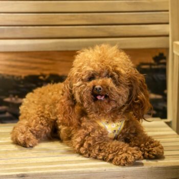 Concorso Fotografico - QuattroZampe in Fiera - Napoli - Aprile 2026