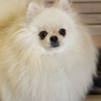 Concorso Fotografico - QuattroZampe in Fiera - Napoli - Aprile 2026