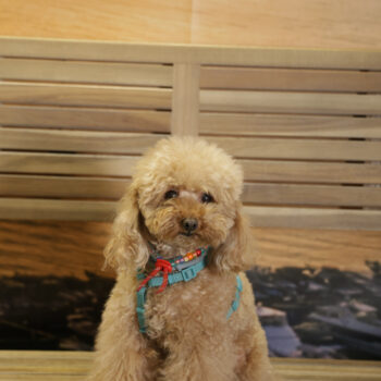 Concorso Fotografico - QuattroZampe in Fiera - Napoli - Aprile 2026