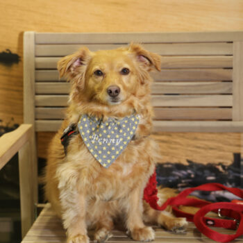 Concorso Fotografico - QuattroZampe in Fiera - Napoli - Aprile 2026