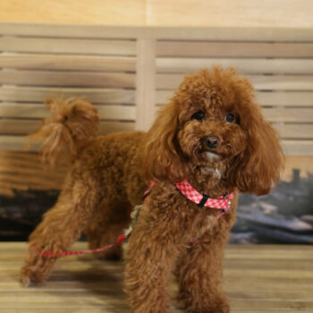 Concorso Fotografico - QuattroZampe in Fiera - Napoli - Aprile 2026