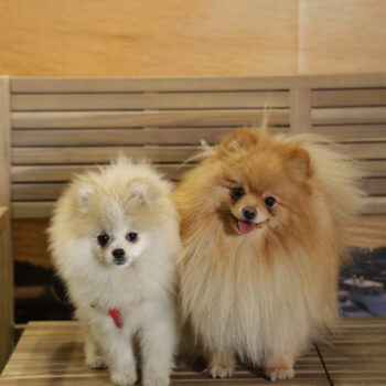 Concorso Fotografico - QuattroZampe in Fiera - Napoli - Aprile 2026