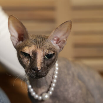 Concorso Fotografico - QuattroZampe in Fiera - Napoli - Aprile 2026