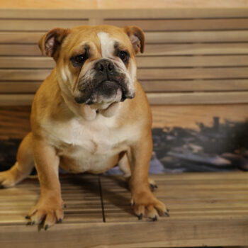 Concorso Fotografico - QuattroZampe in Fiera - Napoli - Aprile 2026