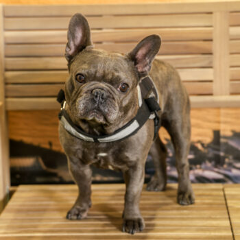 Concorso Fotografico - QuattroZampe in Fiera - Napoli - Aprile 2026