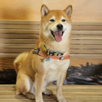 Concorso Fotografico - QuattroZampe in Fiera - Napoli - Aprile 2026