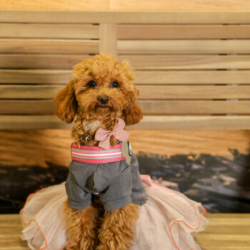 Concorso Fotografico - QuattroZampe in Fiera - Napoli - Aprile 2026