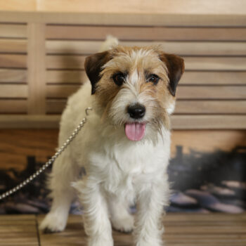 Concorso Fotografico - QuattroZampe in Fiera - Napoli - Aprile 2026