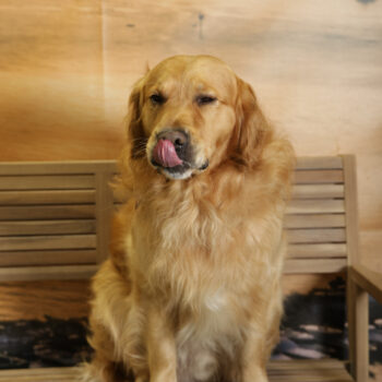 Concorso Fotografico - QuattroZampe in Fiera - Napoli - Aprile 2026