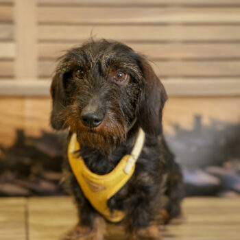 Concorso Fotografico - QuattroZampe in Fiera - Napoli - Aprile 2026