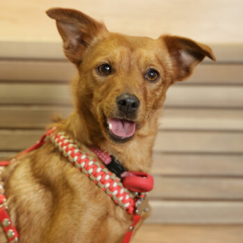 Concorso Fotografico - QuattroZampe in Fiera - Napoli - Aprile 2026