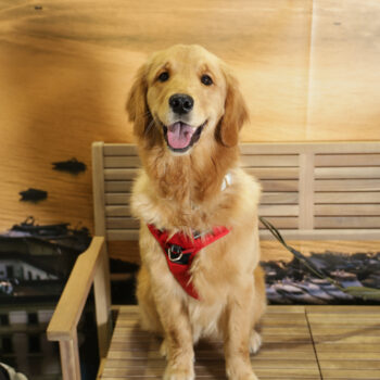 Concorso Fotografico - QuattroZampe in Fiera - Napoli - Aprile 2026