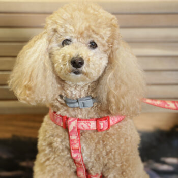 Concorso Fotografico - QuattroZampe in Fiera - Napoli - Aprile 2026