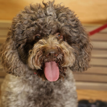 Concorso Fotografico - QuattroZampe in Fiera - Napoli - Aprile 2026