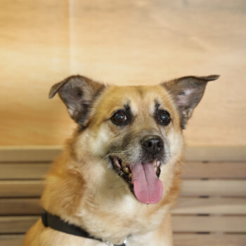 Concorso Fotografico - QuattroZampe in Fiera - Napoli - Aprile 2026