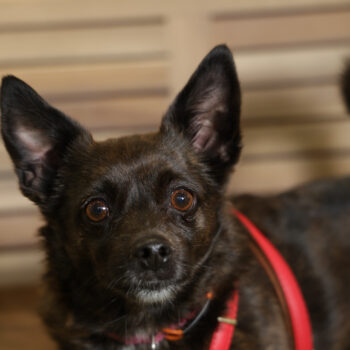 Concorso Fotografico - QuattroZampe in Fiera - Napoli - Aprile 2026