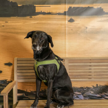 Concorso Fotografico - QuattroZampe in Fiera - Napoli - Aprile 2026