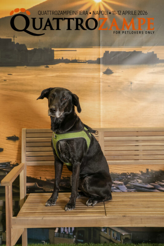 Concorso Fotografico - QuattroZampe in Fiera - Napoli - Aprile 2026