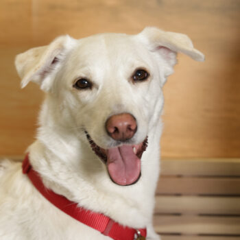 Concorso Fotografico - QuattroZampe in Fiera - Napoli - Aprile 2026