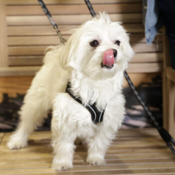 Concorso Fotografico - QuattroZampe in Fiera - Napoli - Aprile 2026