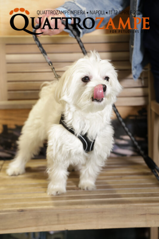 Concorso Fotografico - QuattroZampe in Fiera - Napoli - Aprile 2026