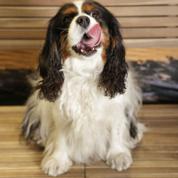 Concorso Fotografico - QuattroZampe in Fiera - Napoli - Aprile 2026