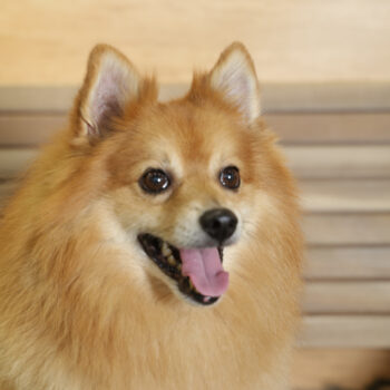 Concorso Fotografico - QuattroZampe in Fiera - Napoli - Aprile 2026