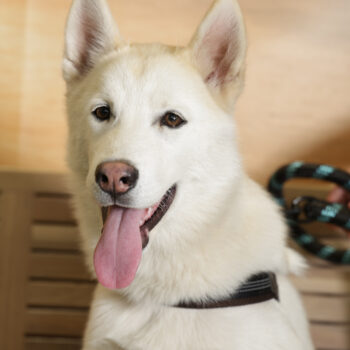 Concorso Fotografico - QuattroZampe in Fiera - Napoli - Aprile 2026