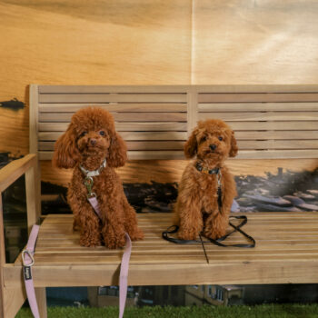 Concorso Fotografico - QuattroZampe in Fiera - Napoli - Aprile 2026