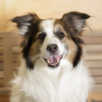 Concorso Fotografico - QuattroZampe in Fiera - Napoli - Aprile 2026