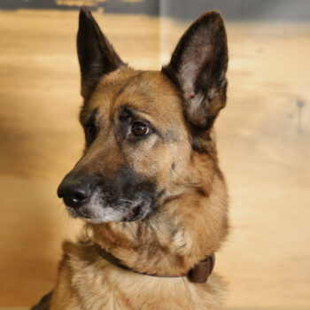 Concorso Fotografico - QuattroZampe in Fiera - Napoli - Aprile 2026