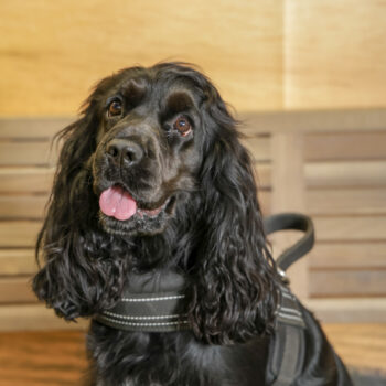 Concorso Fotografico - QuattroZampe in Fiera - Napoli - Aprile 2026