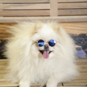 Concorso Fotografico - QuattroZampe in Fiera - Napoli - Aprile 2026