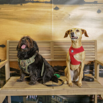 Concorso Fotografico - QuattroZampe in Fiera - Napoli - Aprile 2026