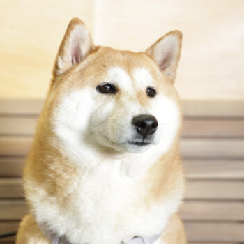 Concorso Fotografico - QuattroZampe in Fiera - Napoli - Aprile 2026