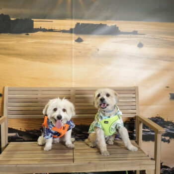 Concorso Fotografico - QuattroZampe in Fiera - Napoli - Aprile 2026