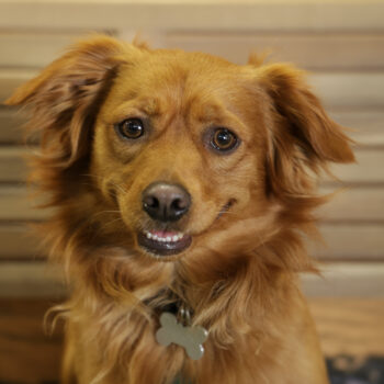 Concorso Fotografico - QuattroZampe in Fiera - Napoli - Aprile 2026