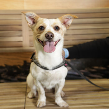 Concorso Fotografico - QuattroZampe in Fiera - Napoli - Aprile 2026