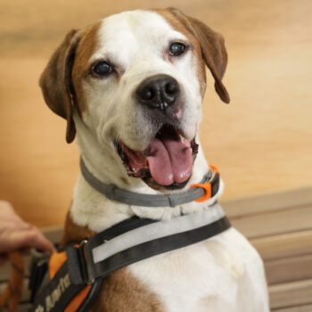 Concorso Fotografico - QuattroZampe in Fiera - Napoli - Aprile 2026