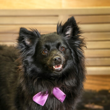 Concorso Fotografico - QuattroZampe in Fiera - Napoli - Aprile 2026